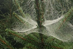 Kupujesz żywą choinkę na święta? Ten szczegół łatwo przeoczyć-139385