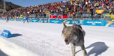 Czy wilk Vučko nawiedził IO Milano Cortina 2026? Pies skradł show