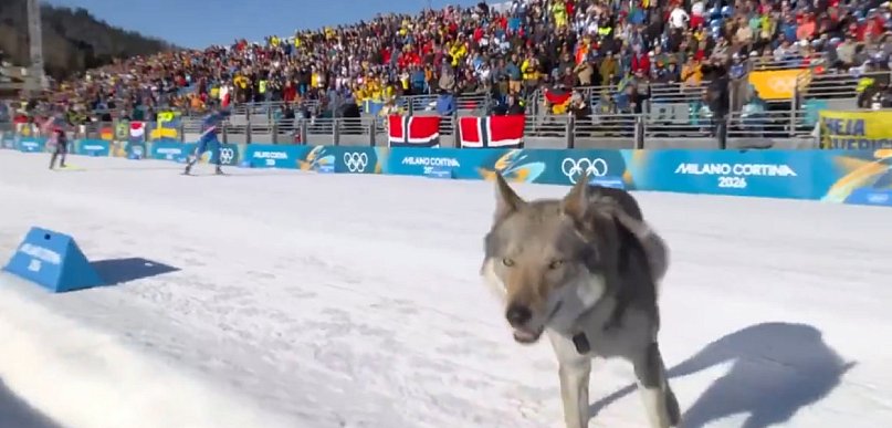 Czy wilk Vučko nawiedził IO Milano Cortina 2026? Pies skradł show