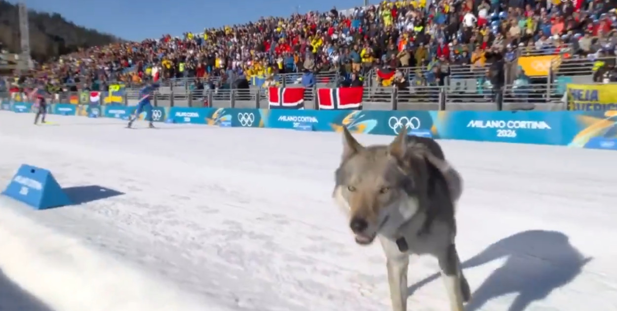 Czy wilk Vučko nawiedził IO Milano Cortina 2026? Pies skradł show